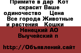 Примите в дар. Кот скрасит Ваше одиночество. › Цена ­ 0 - Все города Животные и растения » Кошки   . Ненецкий АО,Выучейский п.